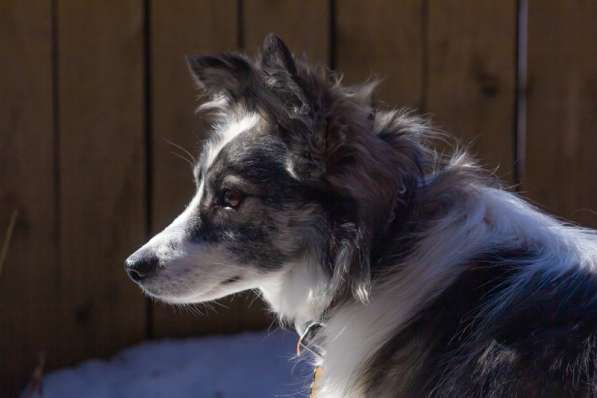 Очень ищет свою семью Ластик в Москве фото 16