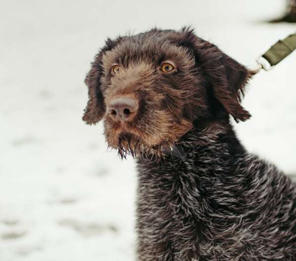 Красотка собака породы Дратхаар в Санкт-Петербурге фото 7