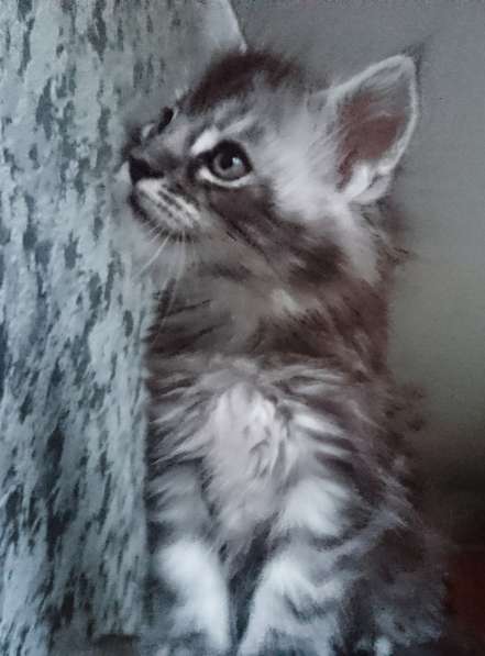 У вас ещё нет Мейн-куна? в Санкт-Петербурге фото 7