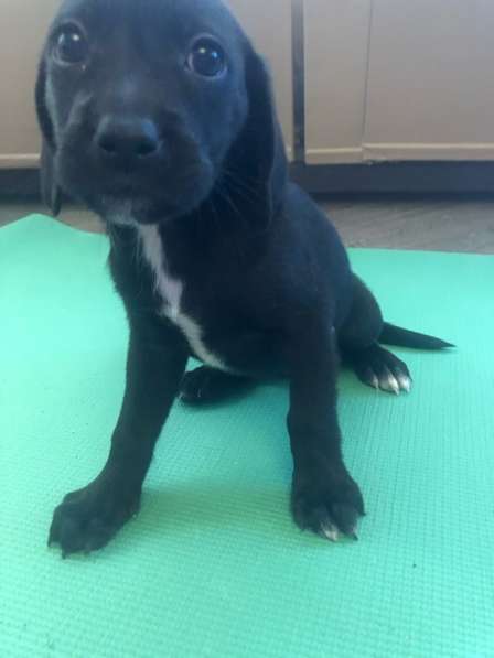 Отдам в добрые руки щенков в Москве фото 4