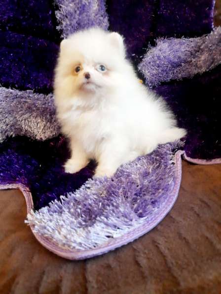 Pomeranian spitz. Mini girl. Blue eye в 