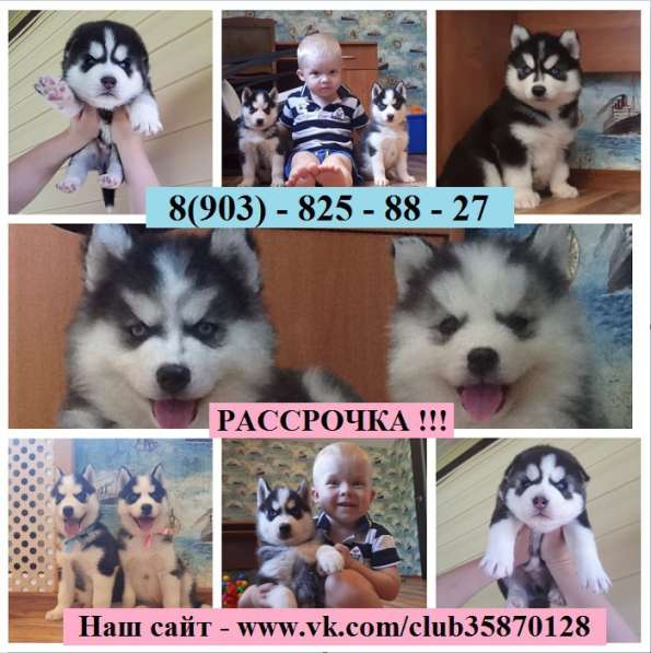 Хаски разных окрасов