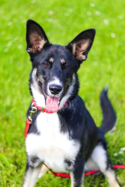 Красавица Пеппа от мамы-овчарки в дар в Москве фото 4