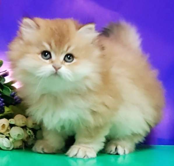 British Shorthair kittens ny12 and ny11 в Москве фото 6