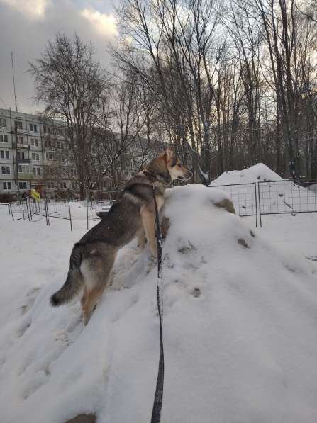 Тася в добрые руки в Ногинске фото 21