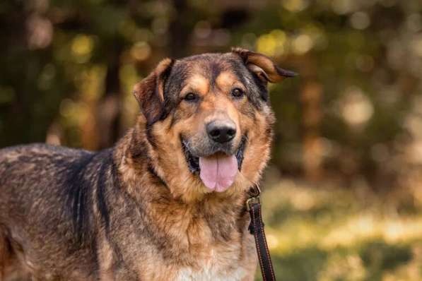 Макс ищет дом