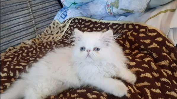 Красивые котята персы в фото 3