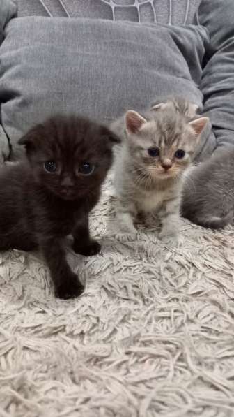Котята шотландцы в Челябинске фото 10
