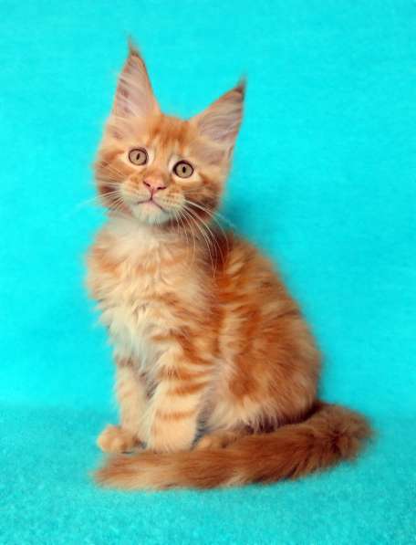 Кошечка мейн-кун из питомнника в Казани фото 18