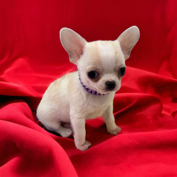 Chihuahua. Boy's в 