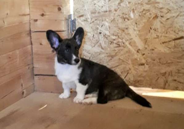 Вельш-корги кардиган