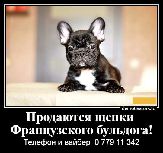 Очаровательные щеночки французского бульдога в фото 21