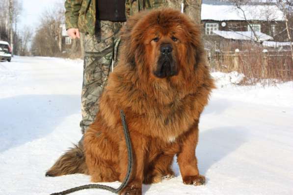 Кобели Тибетского мастифа для вязки в Киржаче фото 10