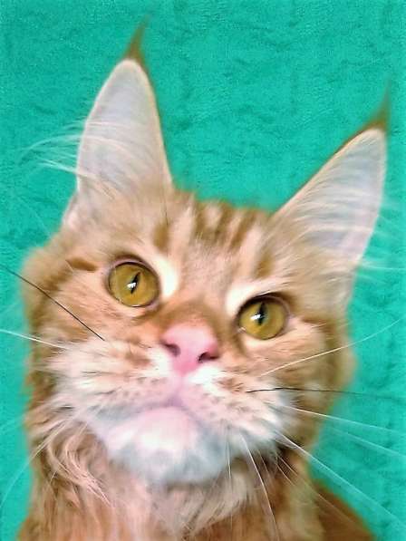 Красотка кремового солидного окраса из питомника Arktur в Тюмени фото 15