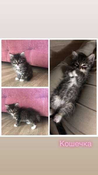 Котята ищут хозяев! в Иркутске фото 10