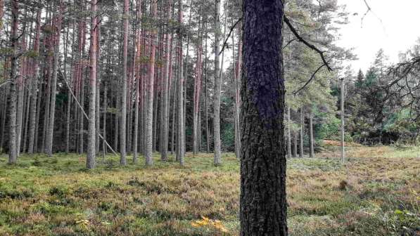 Дом на эстонском хуторе в хвойном лесу под Старым Изборском в Пскове фото 9