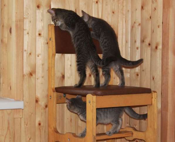 Серые мурлыки, котята в добрые руки в Калуге фото 25