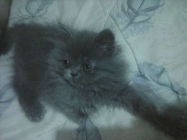 Персидские котятки в Москве фото 15