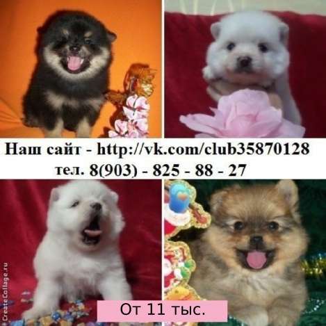 Щенки шпицы