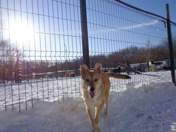 Веселая, озорная Эри ищет семью в Москве фото 17