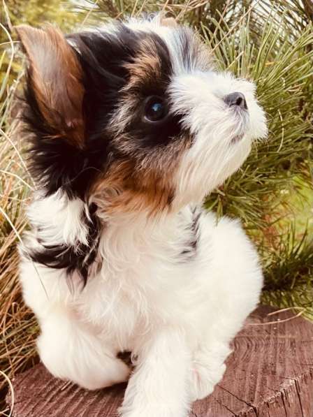 Бивер Йорк мальчик 2 месяца в Москве