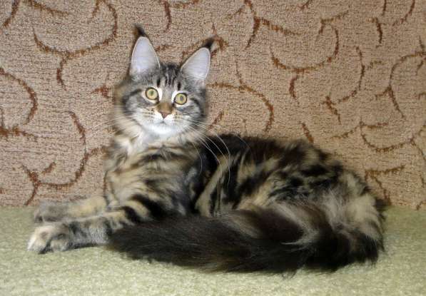 Апельсинки к Новому Году в Рязани фото 106