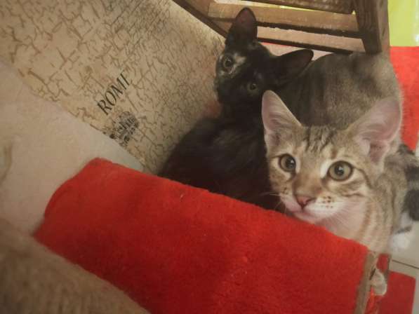 Котята в Волгограде фото 10