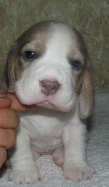 Щенки бигля. Питомник биглей БЕВАН-ДО (РКФ) в Москве фото 5