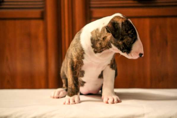 Щенки бультерьера. Bullterrier puppies в Вологде фото 6