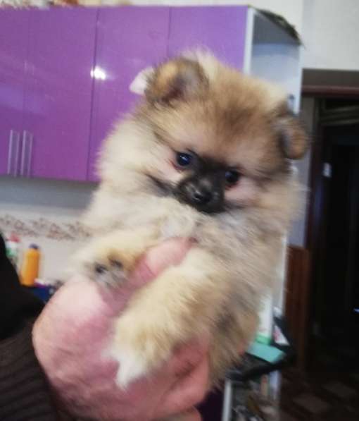 Шикарные щенки померанского шпица из питомника - медвежий ти в фото 34