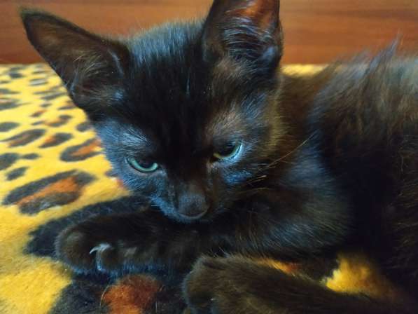 Котенок черный (метис Бомбейской кошки) в фото 13