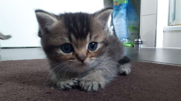Милые шотландские/британский котята в фото 10