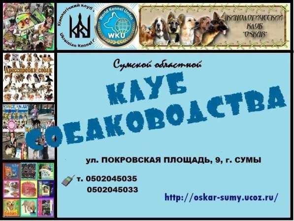 Приглашаем в клуб собаководства в 