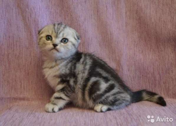 Коты на вязку котята-вислоухие и прямоухие в Костроме фото 10