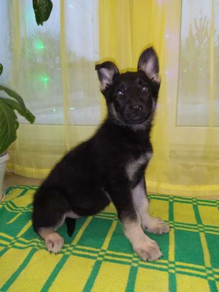 Щенки ВЕО в Волгограде фото 4