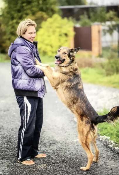 Умнейший пёс Сеня ищет дом и любящую семью в Москве фото 3
