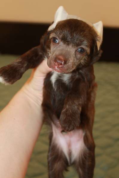 Пуховый мальчик кхс в Москве фото 17