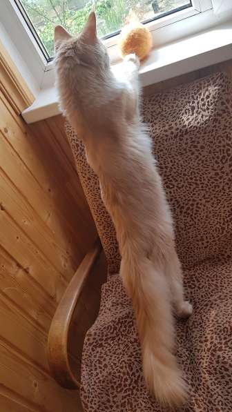 Продаётся красная на серебре кошечка мейн кун в Санкт-Петербурге фото 3