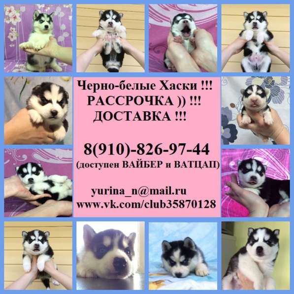 Шикарные щеночки сибирской хаски