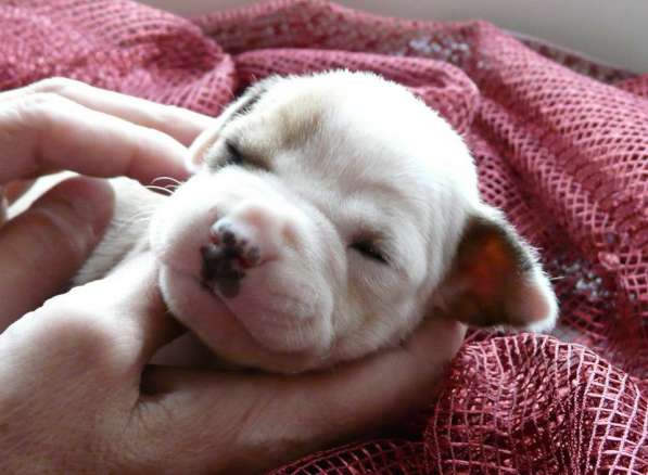 Щенки амстаффа в Красноярске фото 20