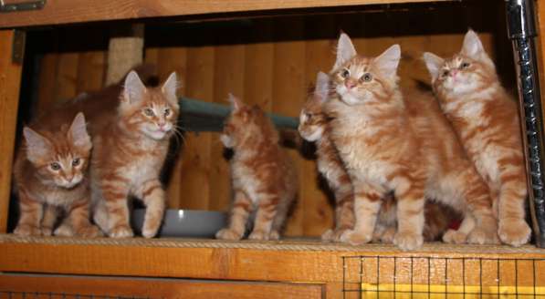 Рыжие Мейн куны в фото 24