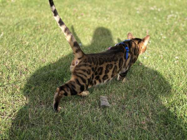 Бенгальский кот в разведение в фото 12
