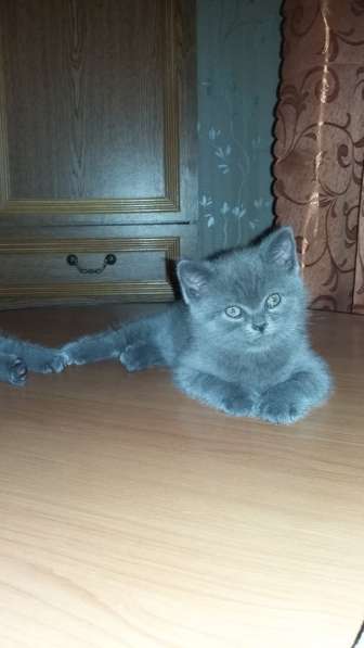 Котята бриташки вислоухий и прямоухий в Москве