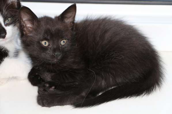 Очаровашка в подарок в Ростове-на-Дону фото 7