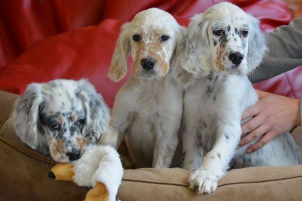 Английский сеттер щенки из элитного питомника в Москве фото 151