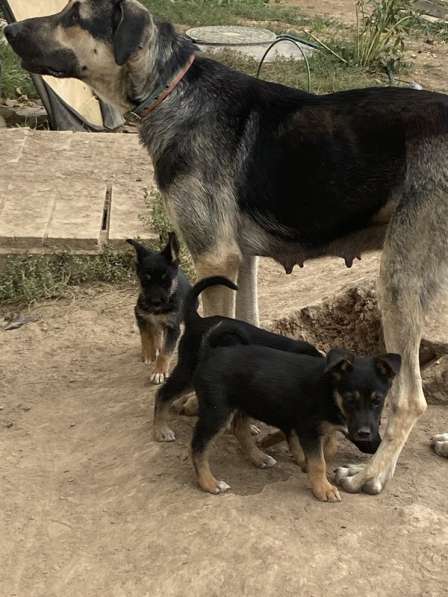 Щенки от мамы овчарки в добрые руки в Москве фото 16