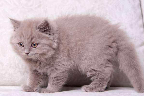 Британская длинношерстная лиловая девочка в Москве фото 3