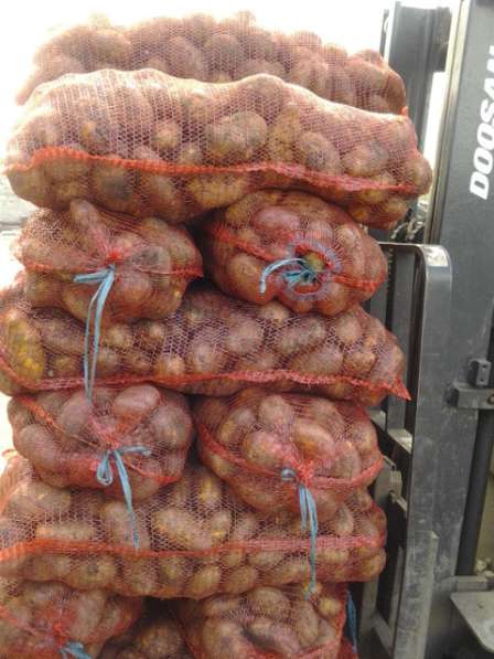 Продаем картофель Гала, Ред Леди от 20 тонн в Далматово фото 5