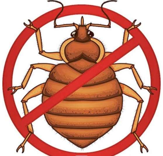 Дезинфекция насекомых в Чехове