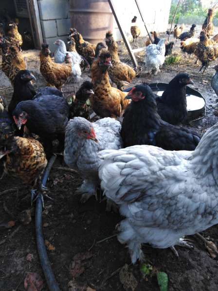 Павловские золотые и кохинхины в Зарайске фото 25